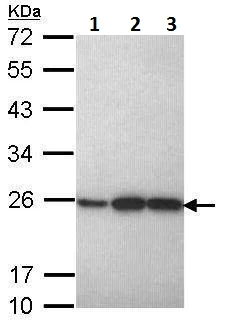 Western blot - Anti-Peroxiredoxin 1/PAG antibody (AB228780)