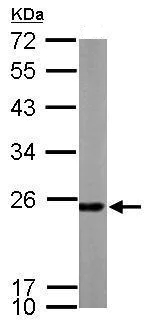 Western blot - Anti-Peroxiredoxin 1/PAG antibody (AB228780)