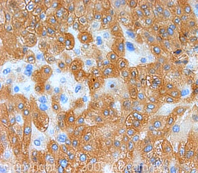 Immunohistochemistry (Formalin/PFA-fixed paraffin-embedded sections) - Anti-Peroxiredoxin 1/PAG antibody (AB41906), expandable thumbnail