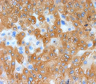 Immunohistochemistry (Formalin/PFA-fixed paraffin-embedded sections) - Anti-Peroxiredoxin 1/PAG antibody (AB41906)