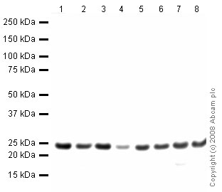 Western blot - Anti-Peroxiredoxin 1/PAG antibody (AB41906), expandable thumbnail