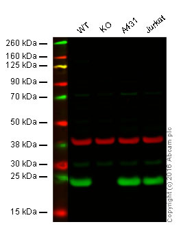 Western blot - Anti-Peroxiredoxin 1/PAG antibody (AB41906), expandable thumbnail