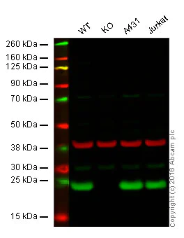 Western blot - Anti-Peroxiredoxin 1/PAG antibody (AB41906)