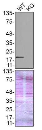 Western blot - Anti-Peroxiredoxin 1/PAG antibody (AB41906)