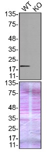 Western blot - Anti-Peroxiredoxin 1/PAG antibody (ab41906), expandable thumbnail