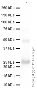 Western blot - Anti-Peroxiredoxin 1/PAG antibody (AB41906)