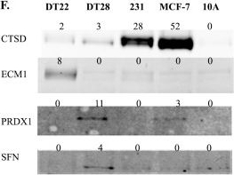 Western blot - Anti-Peroxiredoxin 1/PAG antibody [EPR5433] (ab109498), expandable thumbnail