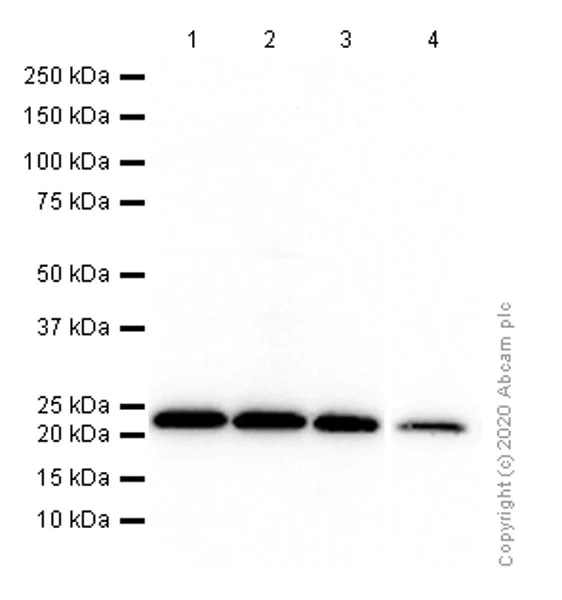 Western blot - Anti-Peroxiredoxin 1/PAG antibody [EPR5433] - BSA and Azide free (AB247879)