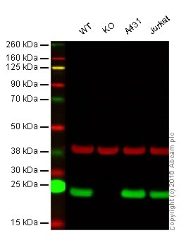 Western blot - Anti-Peroxiredoxin 1/PAG antibody [EPR5433] - BSA and Azide free (AB247879), expandable thumbnail