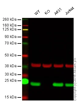 Western blot - Anti-Peroxiredoxin 1/PAG antibody [EPR5433] - BSA and Azide free (AB247879)