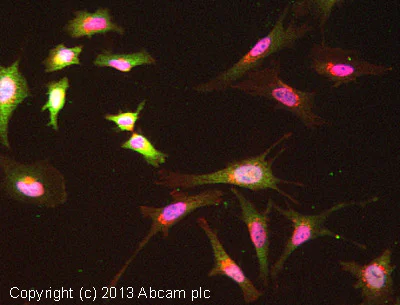 Immunocytochemistry/ Immunofluorescence - Anti-Peroxiredoxin 1/PAG antibody [EPR5434] (AB109506)