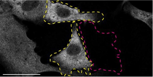 Immunocytochemistry/ Immunofluorescence - Anti-Peroxiredoxin 1/PAG antibody [EPR5434] (AB109506)