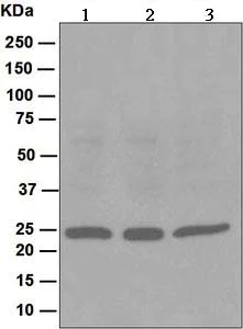 Western blot - Anti-Peroxiredoxin 1/PAG antibody [EPR5434] (AB109506)