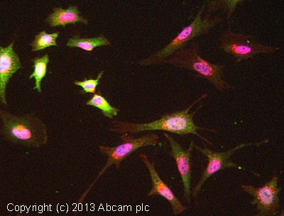 Immunocytochemistry/ Immunofluorescence - Anti-Peroxiredoxin 1/PAG antibody [EPR5434] - BSA and Azide free (AB211538), expandable thumbnail