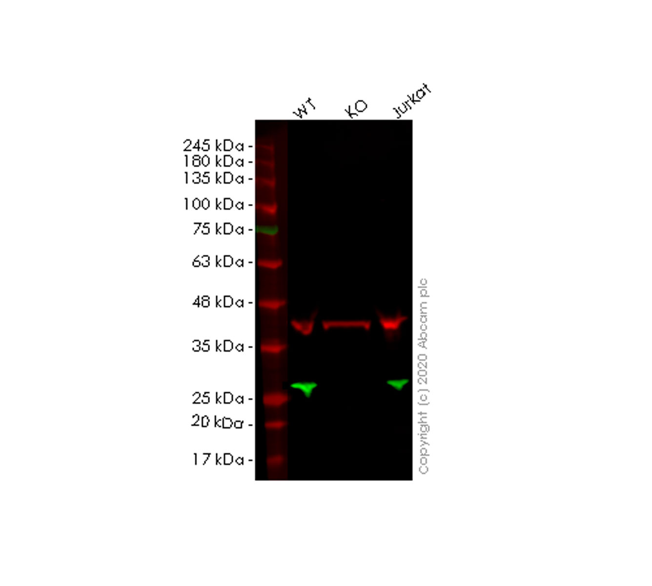 Western blot - Anti-Peroxiredoxin 1/PAG antibody [EPR5434] - BSA and Azide free (AB211538), expandable thumbnail