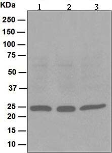 Western blot - Anti-Peroxiredoxin 1/PAG antibody [EPR5434] - BSA and Azide free (ab211538), expandable thumbnail