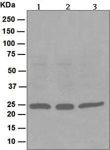 Western blot - Anti-Peroxiredoxin 1/PAG antibody [EPR5434] - BSA and Azide free (AB211538)