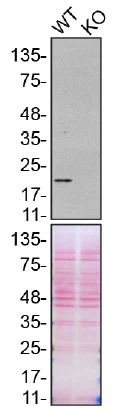 Western blot - Anti-Peroxiredoxin 1/PAG antibody [EPR5434] - BSA and Azide free (AB211538)