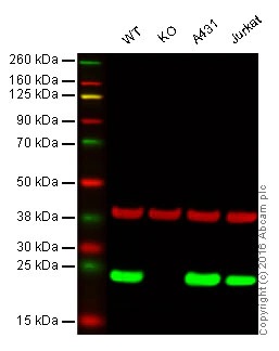 Western blot - Anti-Peroxiredoxin 1/PAG antibody [EPR5434] - BSA and Azide free (ab211538), expandable thumbnail