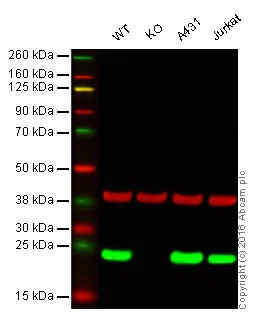 Western blot - Anti-Peroxiredoxin 1/PAG antibody [EPR5434] - BSA and Azide free (AB211538)