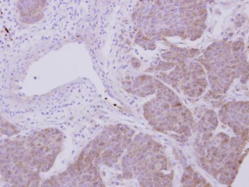 Immunohistochemistry (Formalin/PFA-fixed paraffin-embedded sections) - Anti-Peroxiredoxin 2/PRP antibody (AB226922), expandable thumbnail