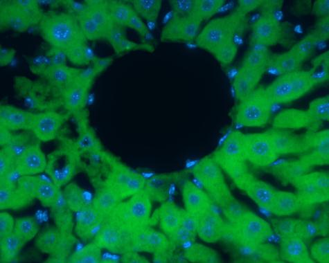 Immunohistochemistry (Frozen sections) - Anti-Peroxiredoxin 2/PRP antibody (AB226922), expandable thumbnail