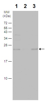 Western blot - Anti-Peroxiredoxin 2/PRP antibody (AB226922), expandable thumbnail