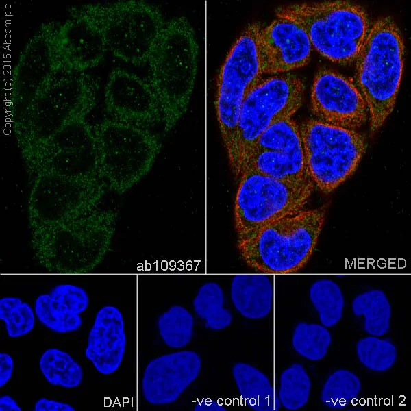 Immunocytochemistry/ Immunofluorescence - Anti-Peroxiredoxin 2/PRP antibody [EPR5154] (AB109367)
