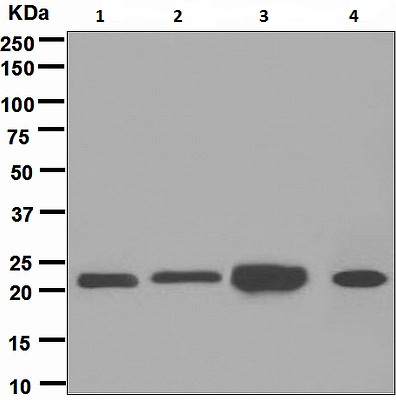Western blot - Anti-Peroxiredoxin 2/PRP antibody [EPR5154] (ab109367), expandable thumbnail