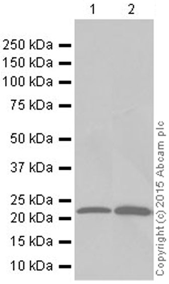 Western blot - Anti-Peroxiredoxin 2/PRP antibody [EPR5154] (ab109367), expandable thumbnail