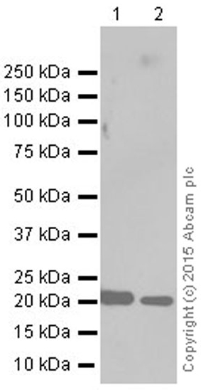 Western blot - Anti-Peroxiredoxin 2/PRP antibody [EPR5154] (AB109367), expandable thumbnail