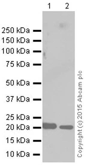 Western blot - Anti-Peroxiredoxin 2/PRP antibody [EPR5154] (AB109367)