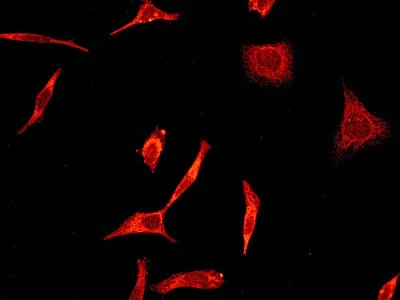 Immunocytochemistry/ Immunofluorescence - Anti-Peroxiredoxin 2/PRP antibody [EPR5154] - BSA and Azide free (AB227988)