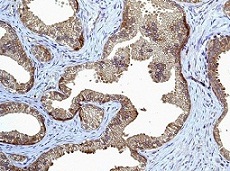 Immunohistochemistry (Formalin/PFA-fixed paraffin-embedded sections) - Anti-Peroxiredoxin 2/PRP antibody [EPR5154] - BSA and Azide free (ab227988), expandable thumbnail