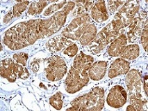 Immunohistochemistry (Formalin/PFA-fixed paraffin-embedded sections) - Anti-Peroxiredoxin 2/PRP antibody [EPR5154] - BSA and Azide free (ab227988), expandable thumbnail