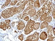 Immunohistochemistry (Formalin/PFA-fixed paraffin-embedded sections) - Anti-Peroxiredoxin 2/PRP antibody [EPR5154] - BSA and Azide free (AB227988)