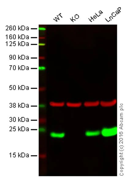 Western blot - Anti-Peroxiredoxin 2/PRP antibody [EPR5154] - BSA and Azide free (AB227988)