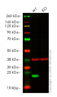 Western blot - Anti-Peroxiredoxin 2/PRP antibody [EPR5154] - BSA and Azide free (AB227988), expandable thumbnail