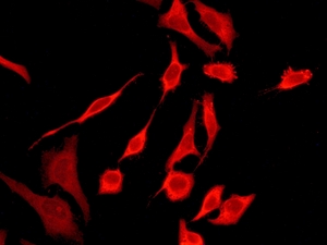 Immunocytochemistry/ Immunofluorescence - Anti-Peroxiredoxin 2/PRP antibody [EPR5155] (AB133481), expandable thumbnail