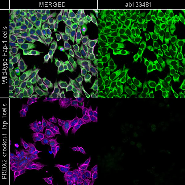 Immunocytochemistry/ Immunofluorescence - Anti-Peroxiredoxin 2/PRP antibody [EPR5155] - BSA and Azide free (AB248516)