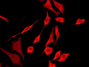 Immunocytochemistry/ Immunofluorescence - Anti-Peroxiredoxin 2/PRP antibody [EPR5155] - BSA and Azide free (AB248516)