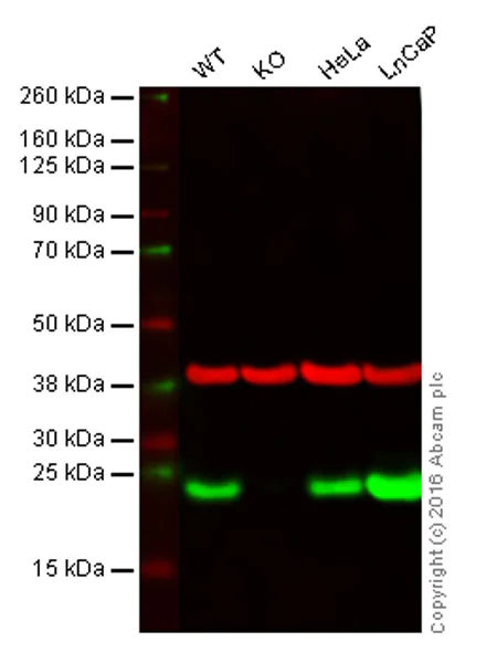 Western blot - Anti-Peroxiredoxin 2/PRP antibody [EPR5155] - BSA and Azide free (AB248516)