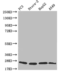 Western blot - Anti-Peroxiredoxin 3/PRDX3 antibody [14E2] (AB314176)