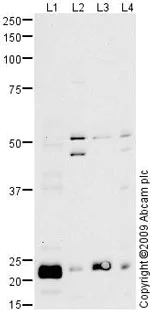Western blot - Anti-Peroxiredoxin 3/PRDX3 antibody (AB73349)