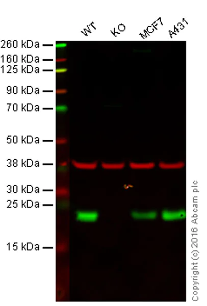 Western blot - Anti-Peroxiredoxin 3/PRDX3 antibody (AB73349)