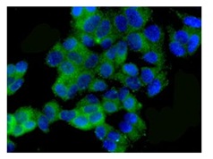 Immunocytochemistry/ Immunofluorescence - Anti-Peroxiredoxin 3/PRDX3 antibody [EPR8114] (AB129206), expandable thumbnail
