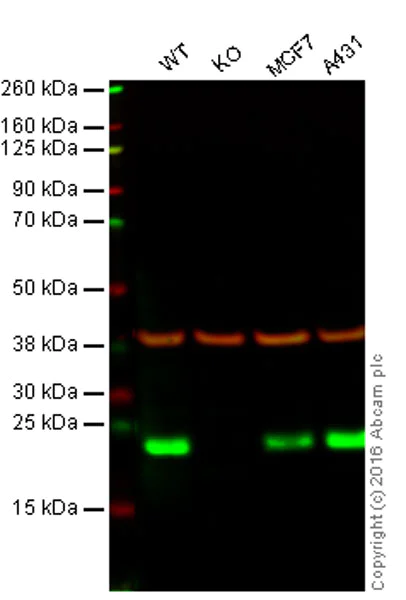 Western blot - Anti-Peroxiredoxin 3/PRDX3 antibody [EPR8114] - BSA and Azide free (AB248350)