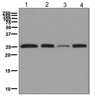 Western blot - Anti-Peroxiredoxin 3/PRDX3 antibody [EPR8114] - BSA and Azide free (AB248350)