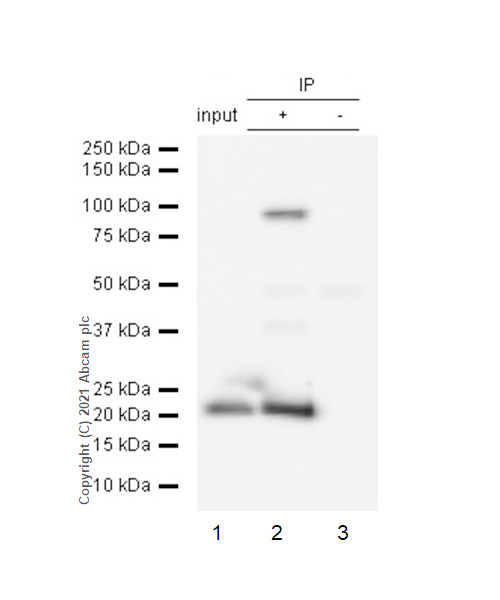 Immunoprecipitation - Anti-Peroxiredoxin 3/PRDX3 antibody [EPR8115] (AB128953), expandable thumbnail