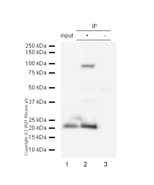 Immunoprecipitation - Anti-Peroxiredoxin 3/PRDX3 antibody [EPR8115] (AB128953)